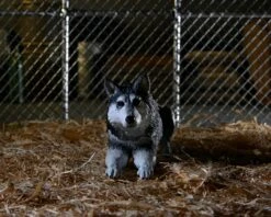 NECA The Thing Dog Creature Ultimate Deluxe 7" Scale Action Figure 22 NECA The Thing Dog Creature Ultimate Deluxe 7" Scale Action Figure -Toy Sale Store 04905 03 scaled 1